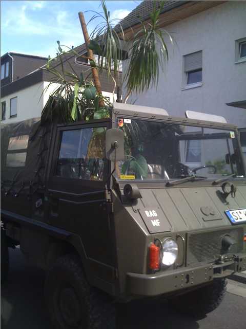 pinzpalme