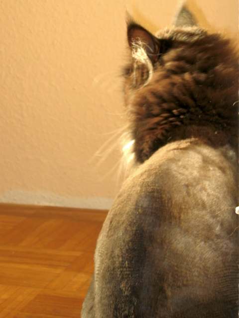 Tiffy_geschoren_2